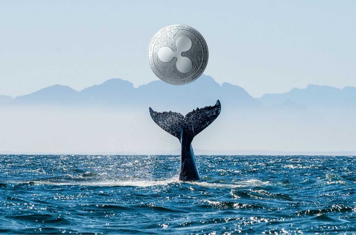 XRP balinası