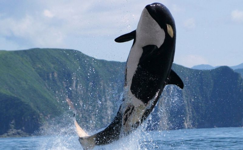 Balinaların yeni stoğu: Dev Ethereum balinası bu altcoini biriktiriyor