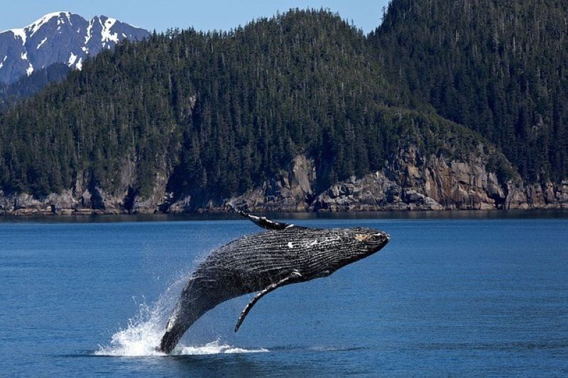 En büyük 5. ETH balinası Shiba Inu alımlarına başladı! Peki bu ne anlama geliyor?