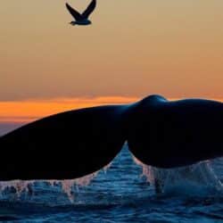 Ethereum balinaları bu 7 altcoin'i biriktirmek için suya daldı!