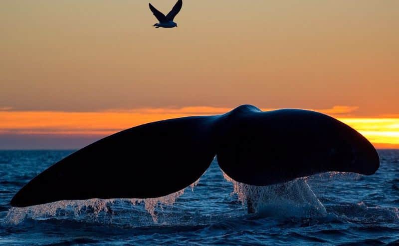 Ethereum balinaları bu 7 altcoin'i biriktirmek için suya daldı! 