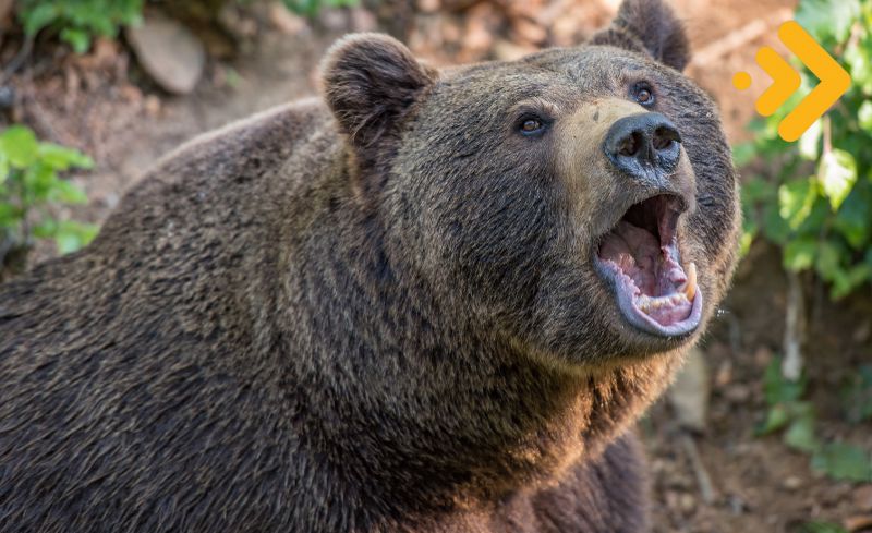 ADA'nın yüzde 25'lik fiyat rallisi ayıları terletti
