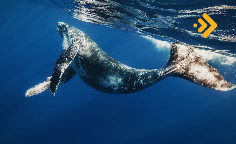 BTC balinaları pozisyonlarına yaklaştı: Aşılacak seviye belli