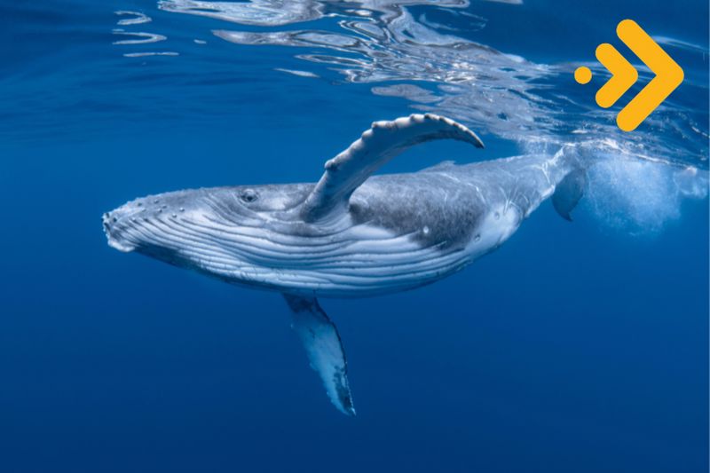 Cardano balinaları Ağustos ayında işleri ilginleştirebilir