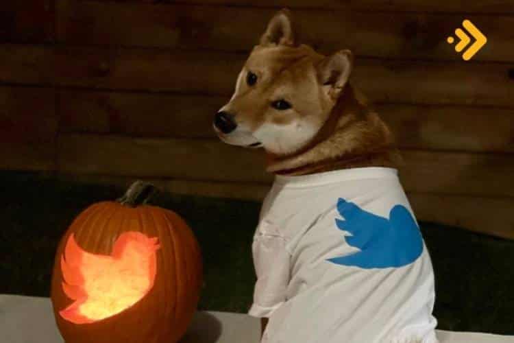 Musktan Dogecoin Tweeti DOGE Yine Pumpladı