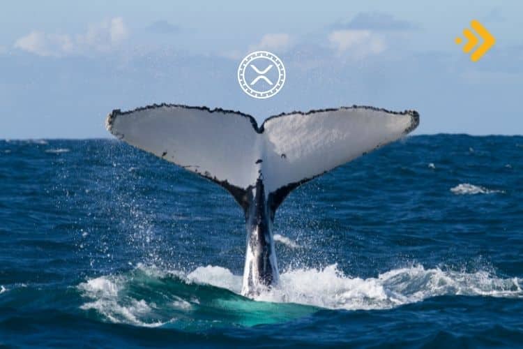 Balinaların taşıdığı XRP geçmişi taklit ediyor 2024'te fiyat ne kadar olacak