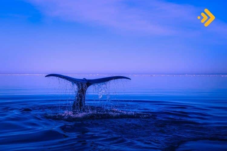 Yüzde 24'lük Düşüşe Rağmen Kripto Balinaları Altcoin'in Peşinde