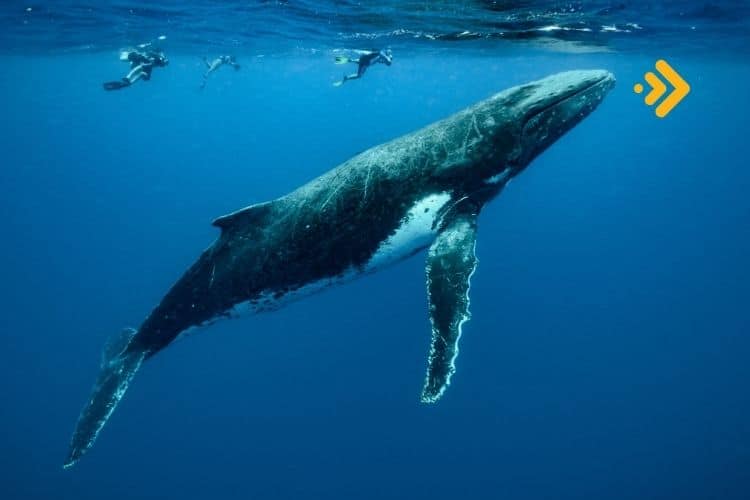 Ethereum rakibi altcoin'in balina işlemlerinde artış var Ne anlama geliyor