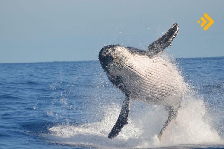 Altcoin ATH'a ulaşınca balinalar beslendi 2021'den beri böyle kâr görülmedi