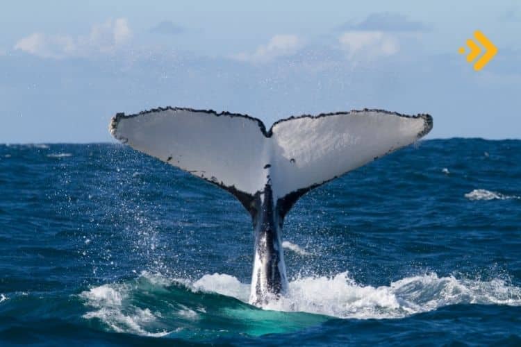 Balinalar hareketlenirken bir altcoin haftalık yüzde 47 kazandı